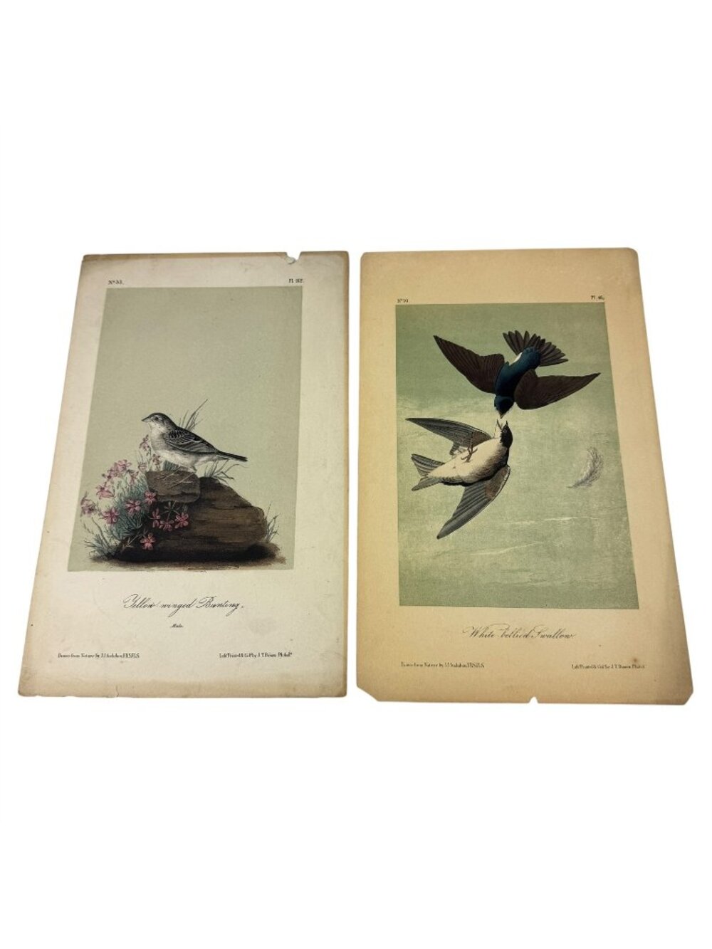 2 Audubon Bird Nature Prints Octavo Lithographs Bunting and Swallow Antique